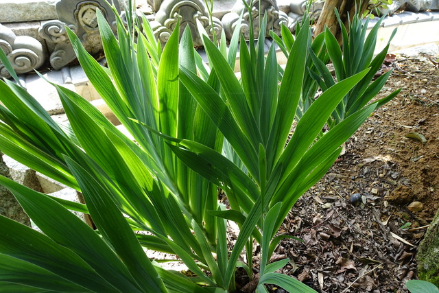 檜扇　葉っぱ　扇 (4)