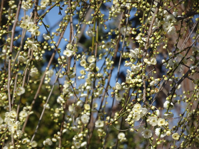 垂れ梅　白　日本庭園 (4)