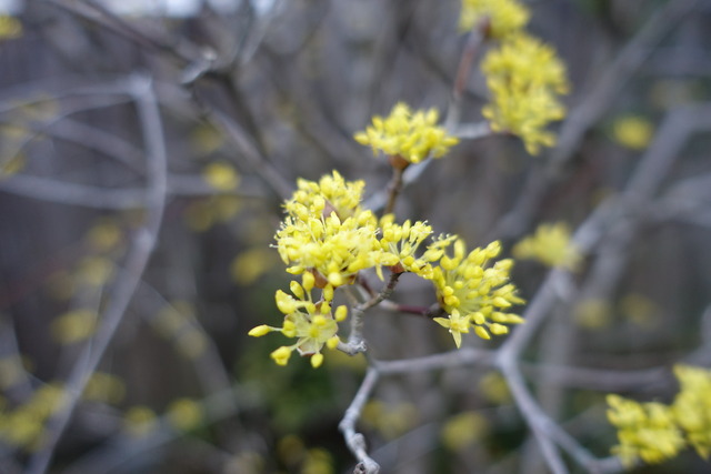 サンシュウ　貴　満開 (3)