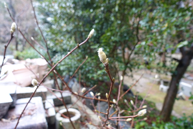 ハクモクレン　蕾　日本庭園 (1)