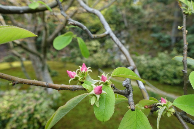 花梨　花　蕾　春 (1)