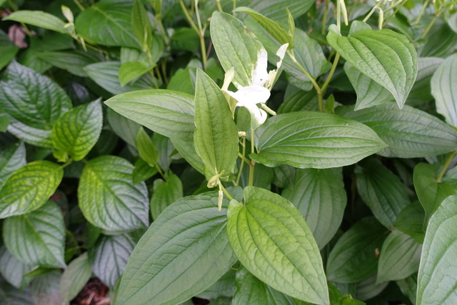 半夏生　化粧始め１ (1)