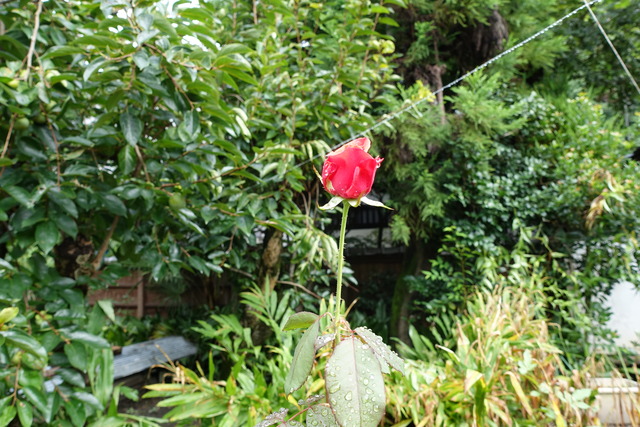 バラ　剪定後の花芽 (3)