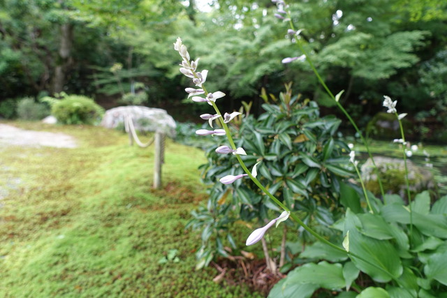 ギボシ　庭池の北　紅葉の下 (2)