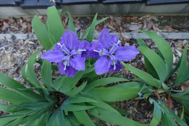 イチハツ　紫　亀北 (8)