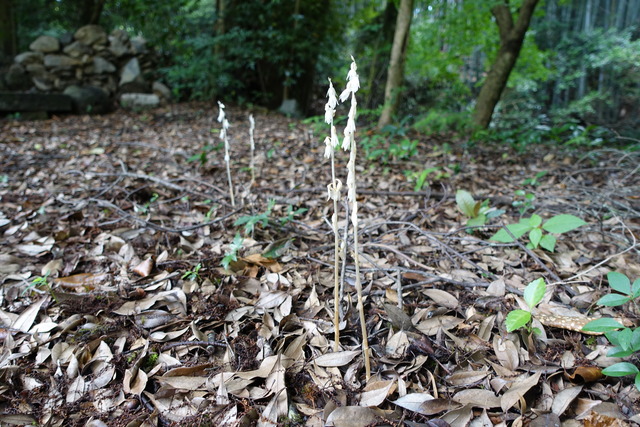 キノコ　白花棒状 (1)
