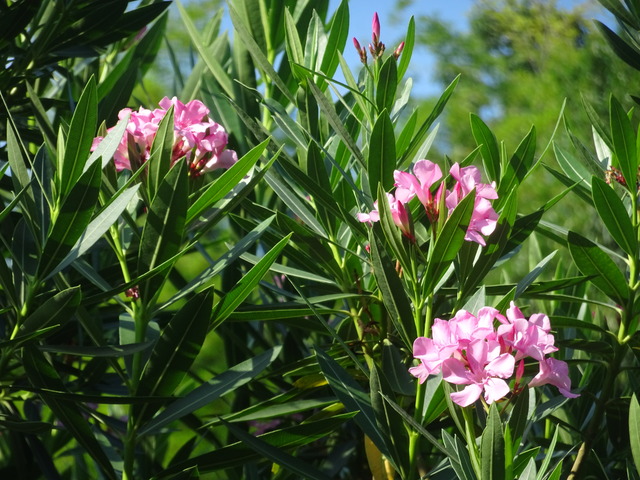 キョウチクトウ　ピンク花 (1)