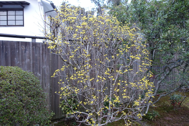 サンシュウ　貴　満開 (1)