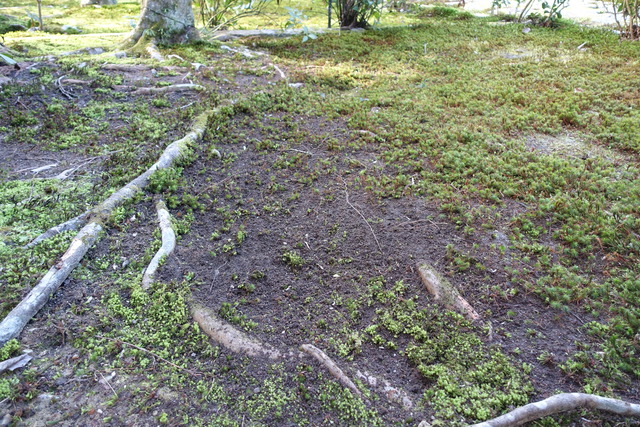 木の根の成長　苔掃除の後 (4)