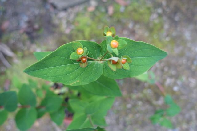 ？？　鉢　花　挿し木　生け花 (2)