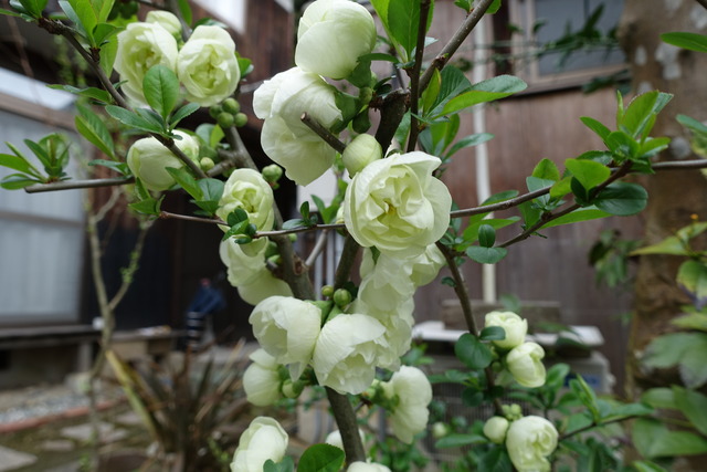 ボケ　花　満開　裏庭 (3)