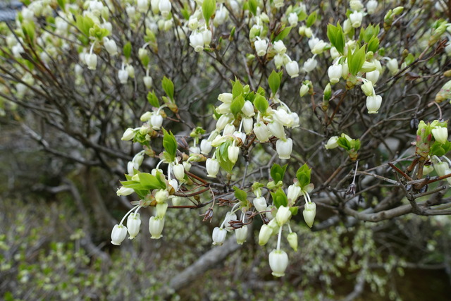 ドウダンツツジ　花　山門１ (5)