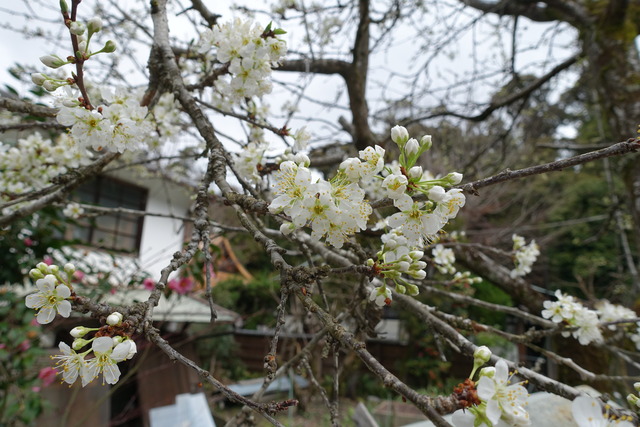 スモモ　白　花　裏庭　 (4)