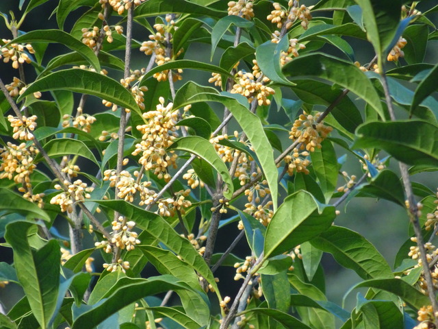金木犀　花　25　1 (5)