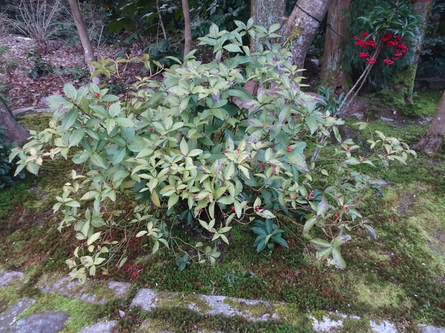 千両　実無し　鳥食べ尽す (1)