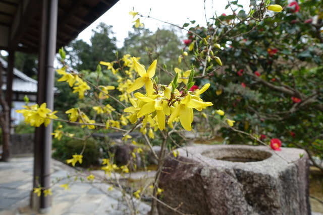 レンギョウ　花 (5)