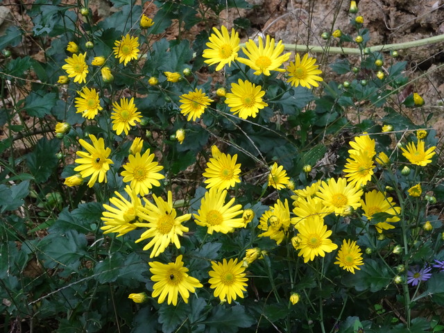 小菊　花　黄紅紫 (1)