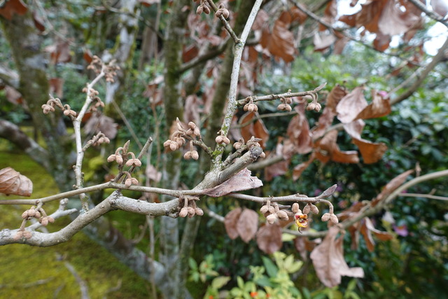 万作　小門　蕾 (3)