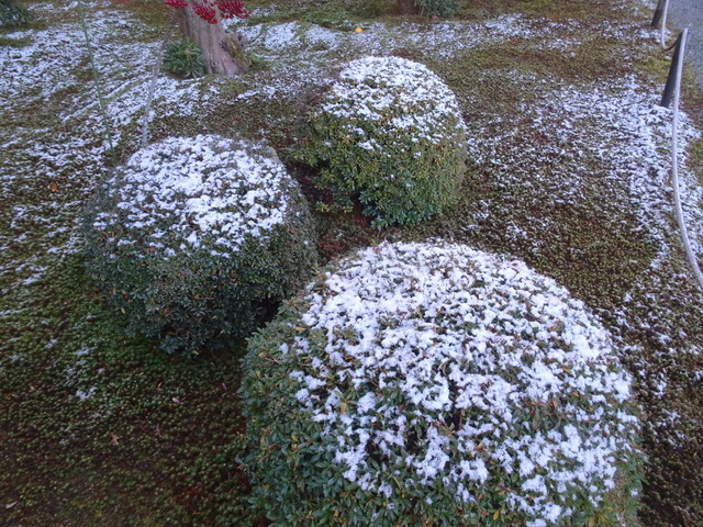 ツツジ（庭）　雪　ハンチング (7)
