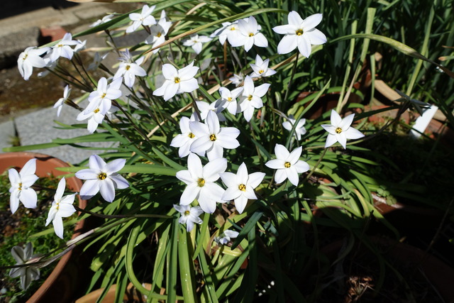 花にら　花　鉢　裏庭 (3)