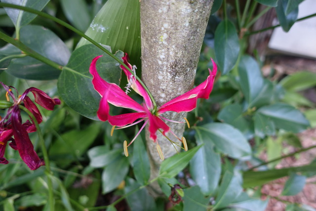 ゲゲノ鬼太郎 花2408 (3)