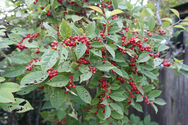 梅擬　実　熟し (3)