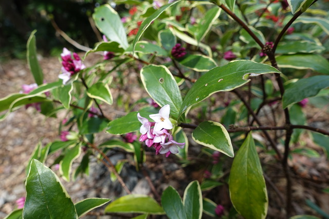 沈丁花　紅花　少し (2)
