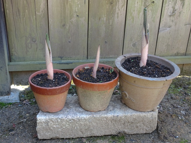 武蔵鐙４／２ (1)