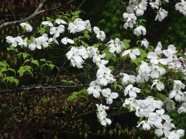 花水木　白　花　庭 (4)