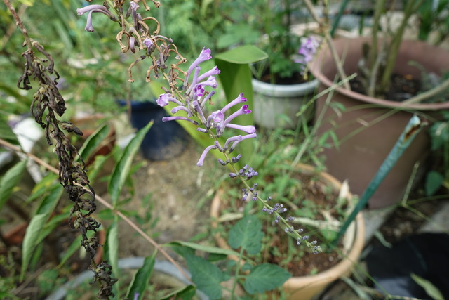 琉球柳　花　裏庭 (3)