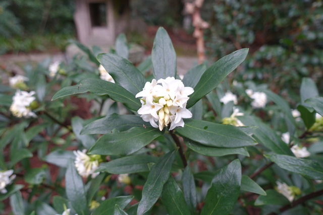 沈丁花　花白 (5)