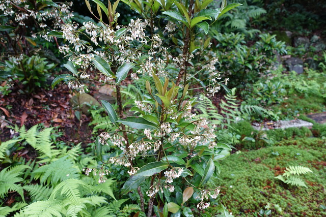 万両花　満開＋落ちた花びら (1)
