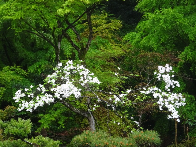 花水木　白　花　庭 (3)
