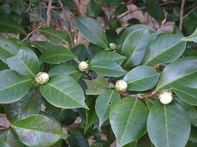 椿　蕾　少しほころび　黒門 (2)