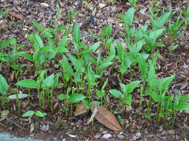 半夏生　新芽 (1)