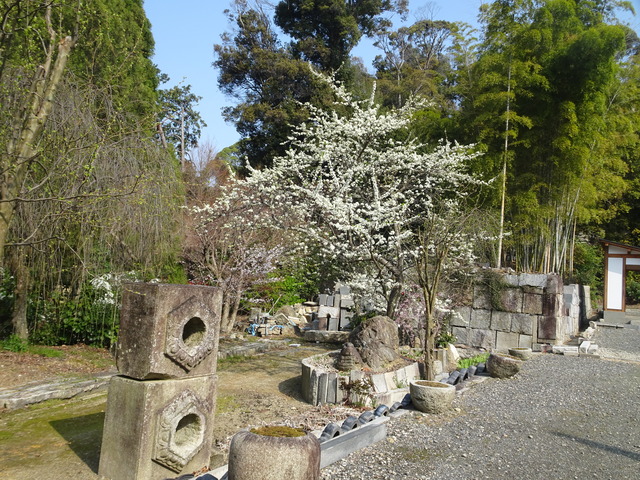 スモモ　満開４ (3)
