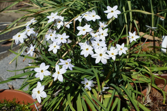 花にら　花　鉢　裏庭 (2)