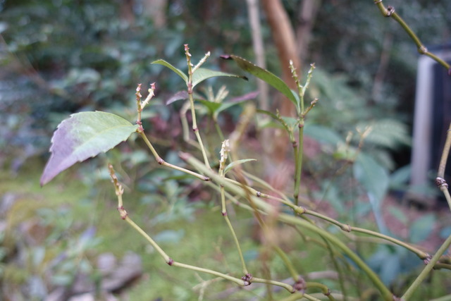 千両　赤　実無し　鳥食べる (1)