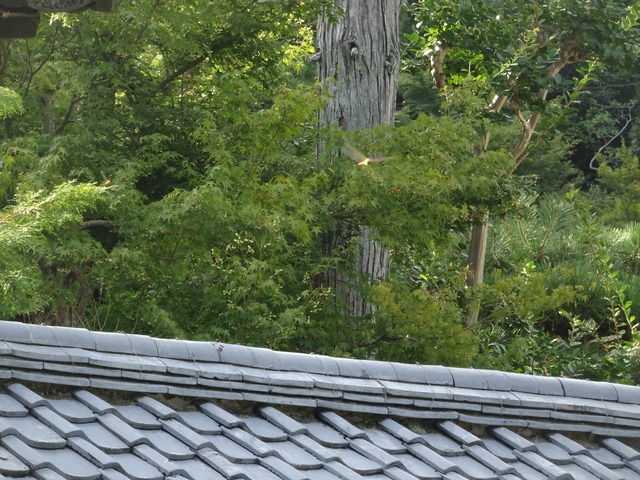 赤トンボ　ピンボケ姿　山門 (5)