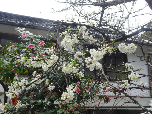 スモモ　白　花開花 (3)