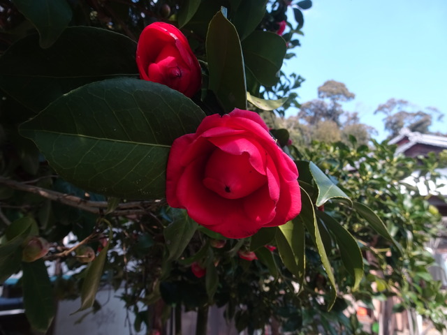 椿　八重　紅花満開　裏庭 (3)