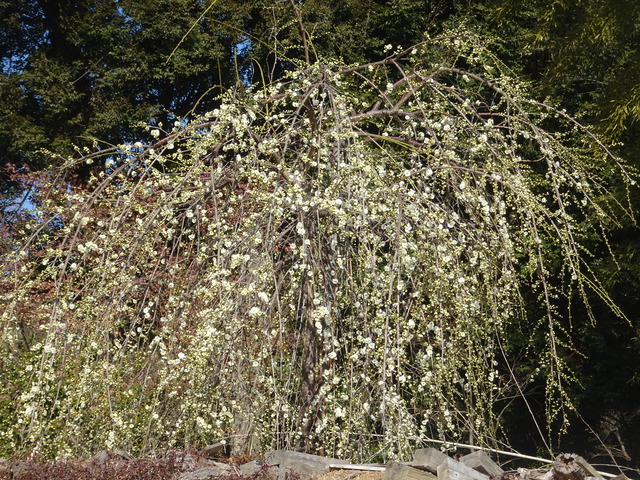 垂れ梅　白　日本庭園 (2)