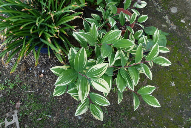 斑入り　アマドコロ　鉢　中門自成同じ (2)