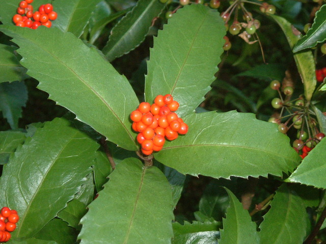 千両　赤　実アップ (4)