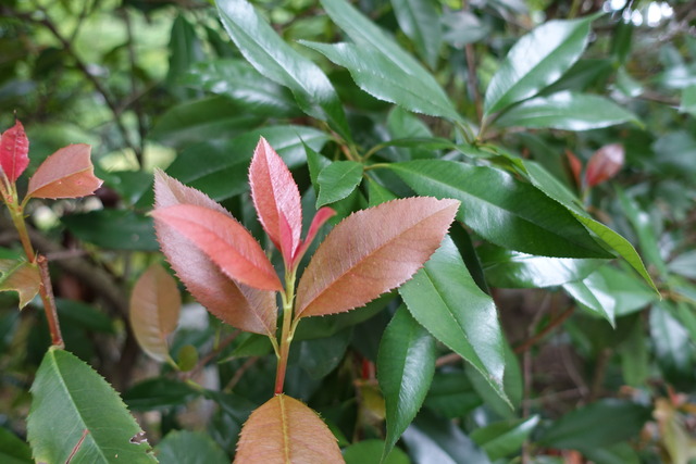 赤芽樫　葉っぱ新芽 (1)