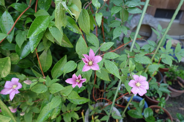 テッセン　花多 (2)