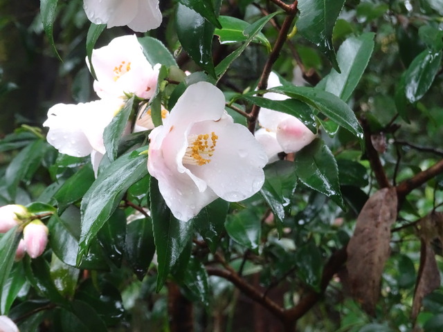 山茶花　花　満開ピンク　谷側１ (3)