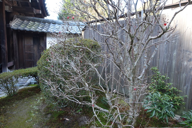 サンシュウ花　実紅 (2)