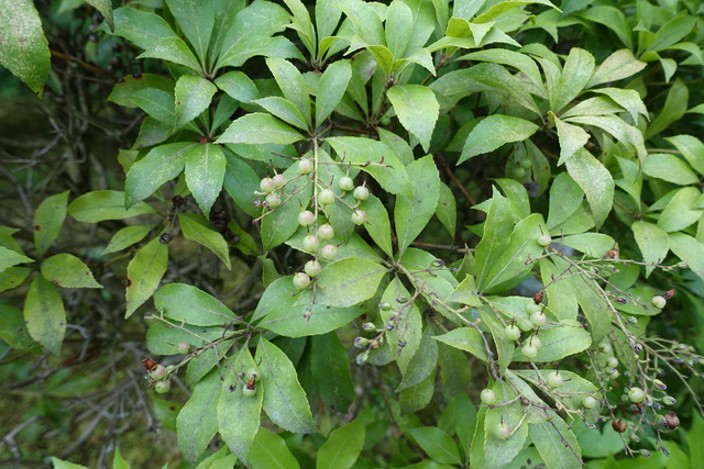 アセビ　馬酔木　実　初夏 (1)