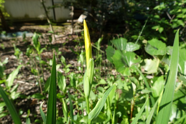黄　菖蒲１　花 (4)